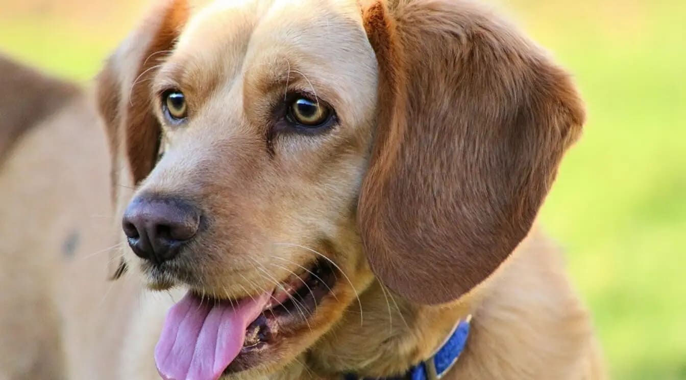 Beagador Beagle Labrador Retriever Mix 1