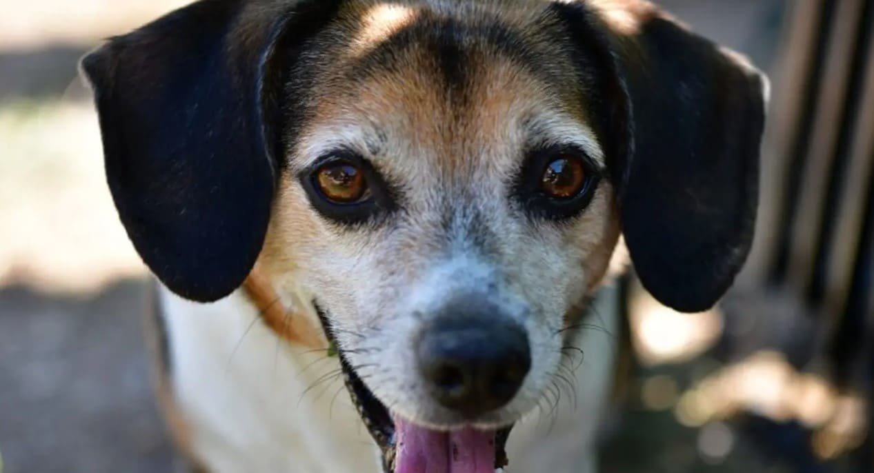 Beagle Chihuahua