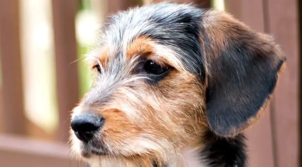 Beagle Yorkshire Terrier