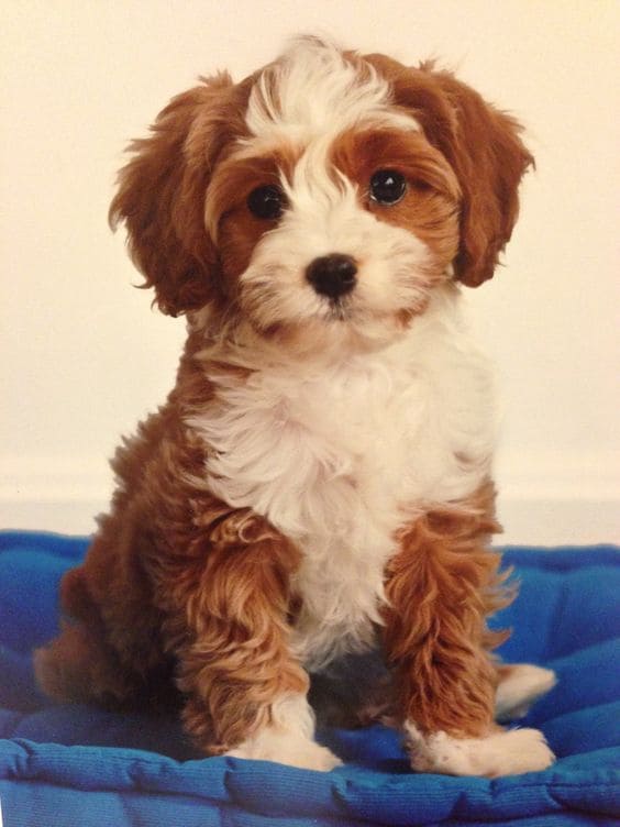 Cavapoo Cavalier King Charles Spaniel and Poodle