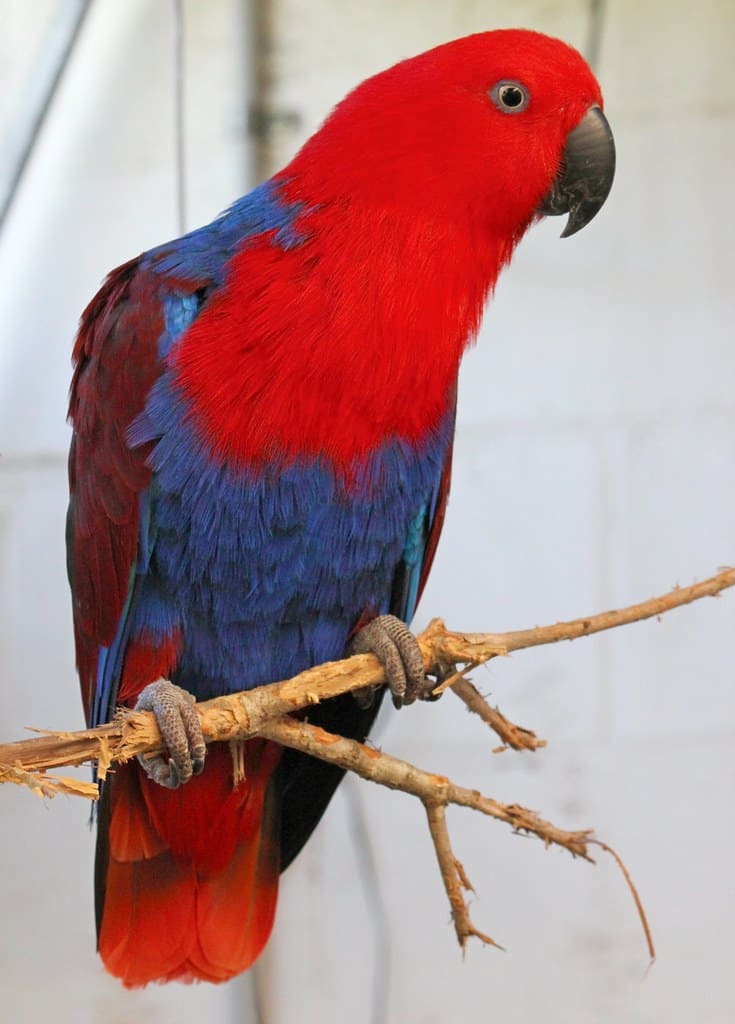 Eclectus Parrots 1