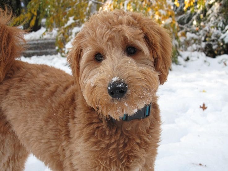 Goldendoodle Golden Retriever and Poodle