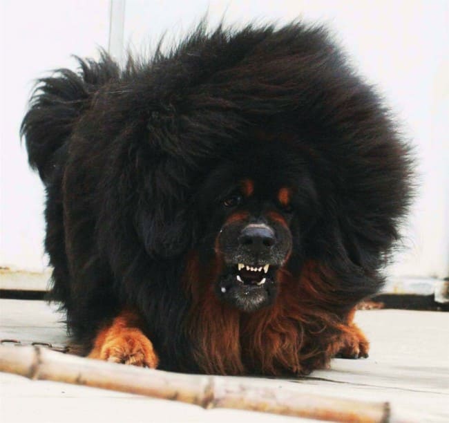 Tibetan mastiff 1