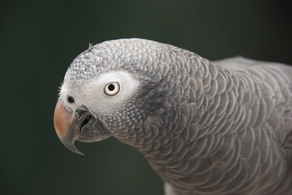Timneh African Grey