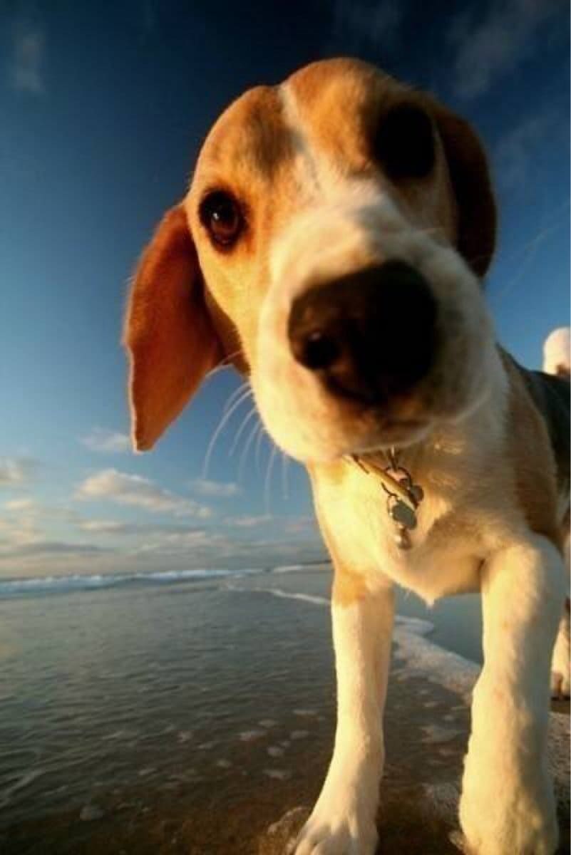 beagle 17