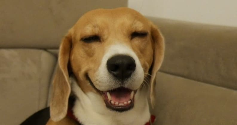 beagle 2