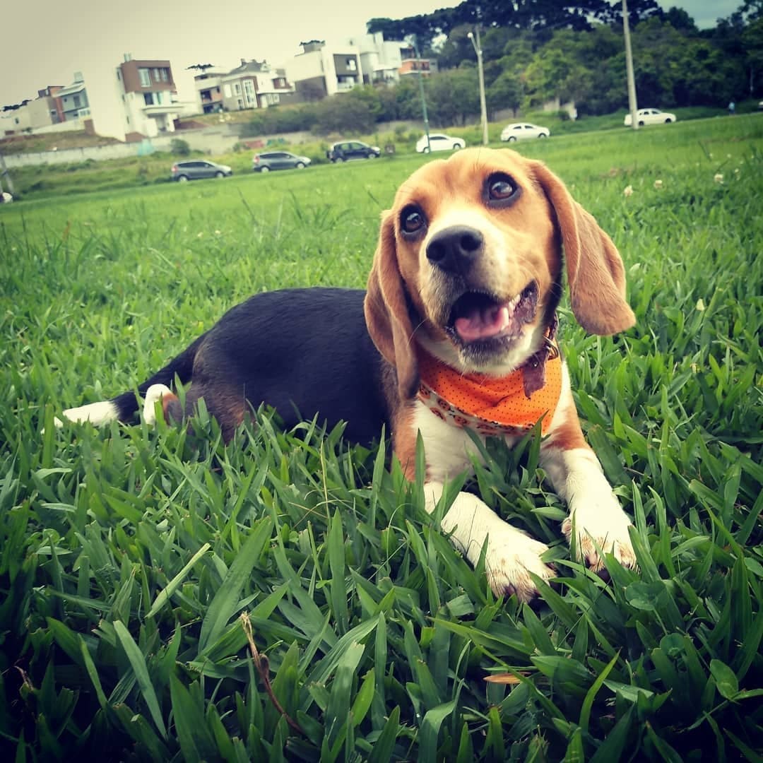beagle 7