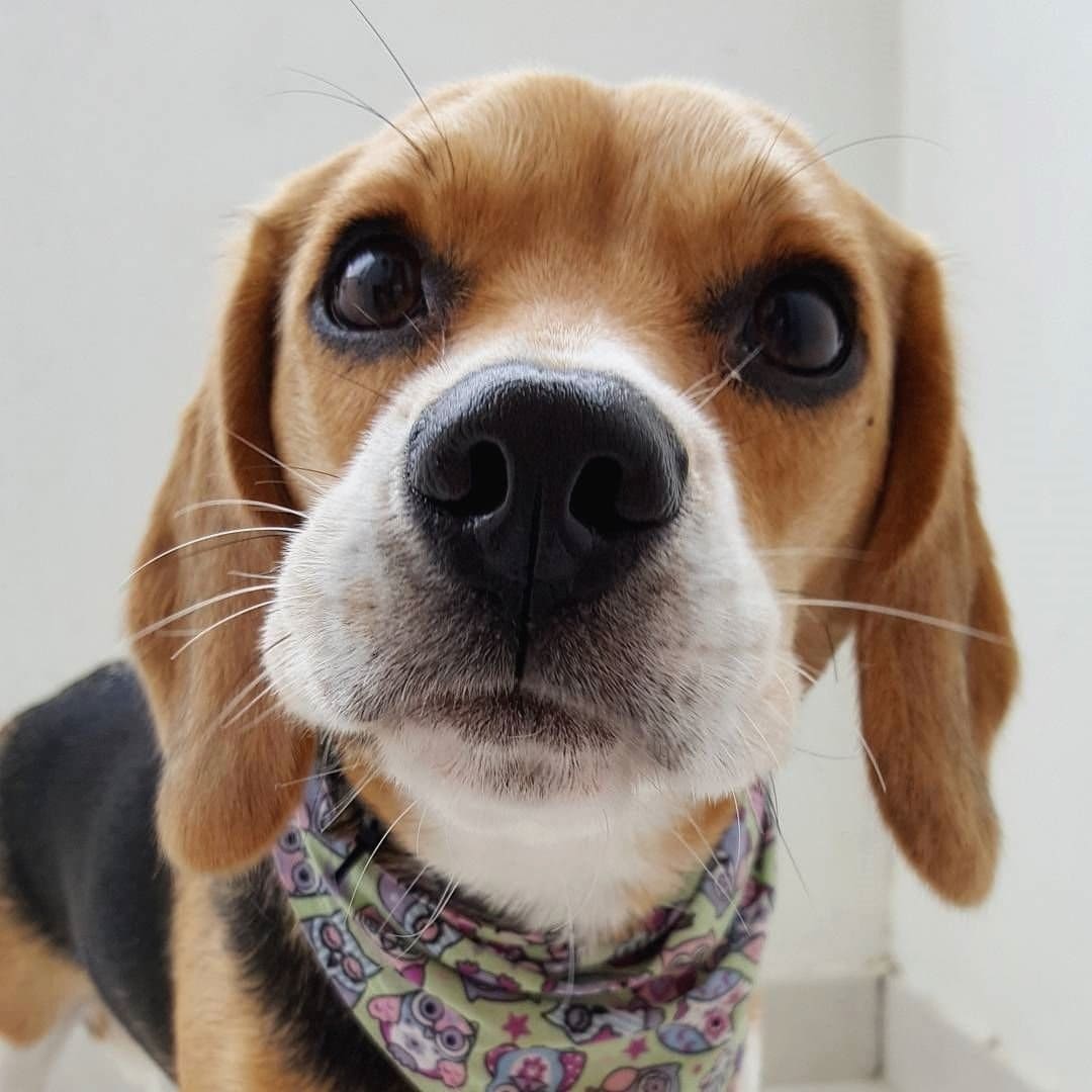 beagle 8