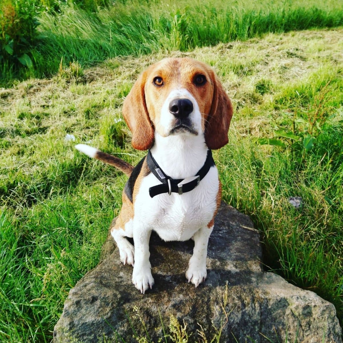 beagle 9
