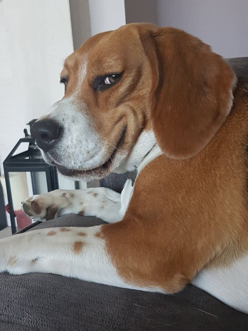 beagle pup 7