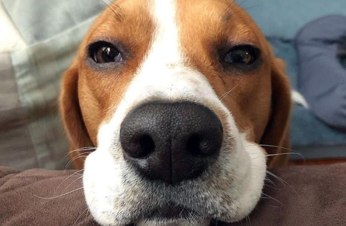 beagle pup 8