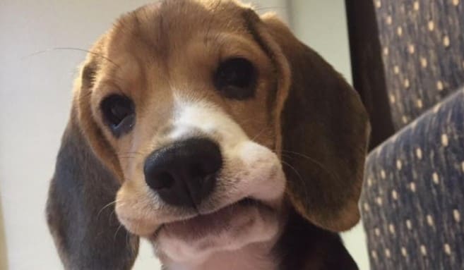 beagle pup