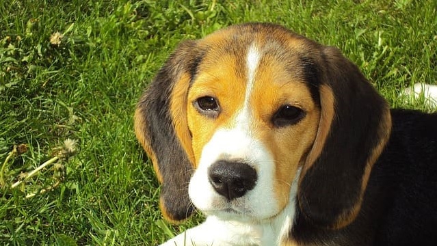 beagle puppy 2681 640