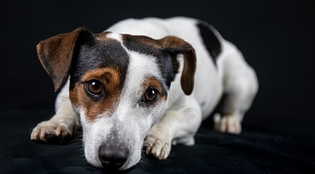 jack russell 3855427 640
